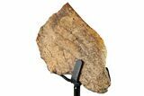 Fossil Triceratops Rib Section w/ Metal Stand - South Dakota #354361-1